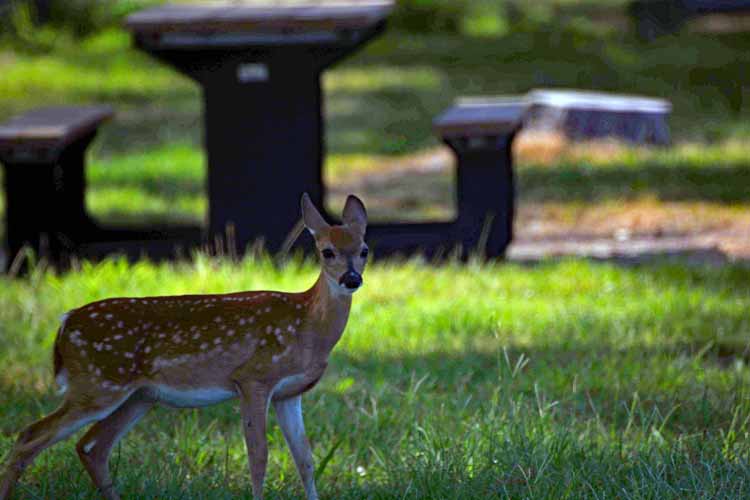 deer